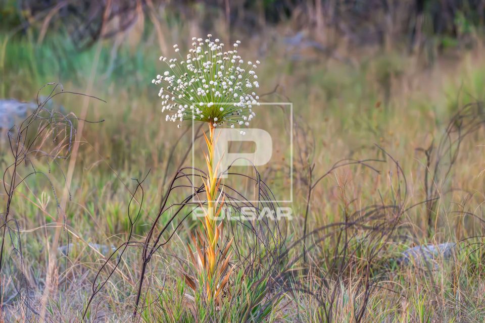 Espécie de Sempre-viva no Parque Nacional Grande Sertão Veredas