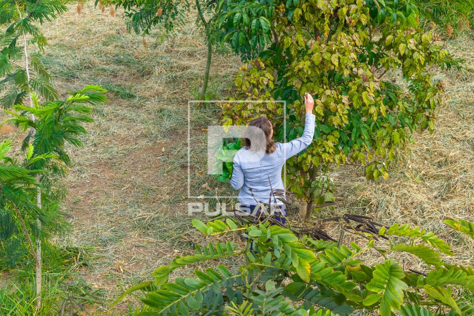 Vista de drone de área de restauração ambiental em propriedade rural com plantio de espécies arbóreas