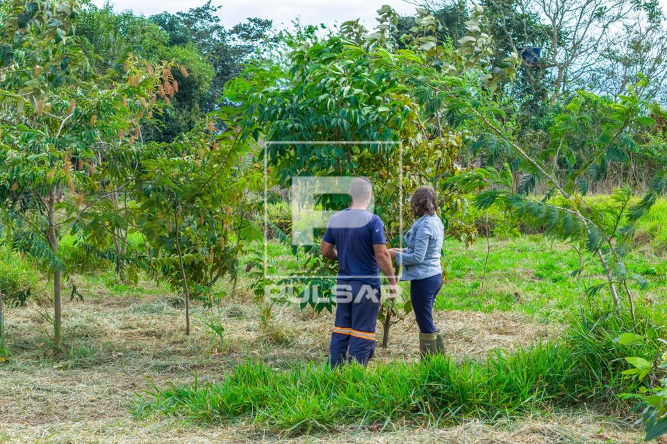 Vista de drone de área de restauração ambiental em propriedade rural com plantio de espécies arbóreas