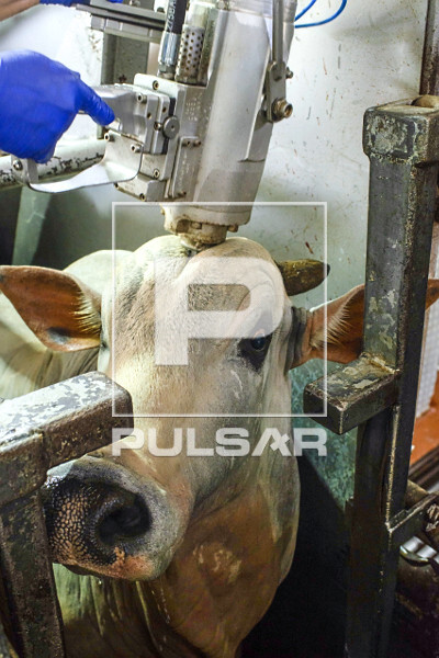 Marreta pneumática usada no abate de gado de corte