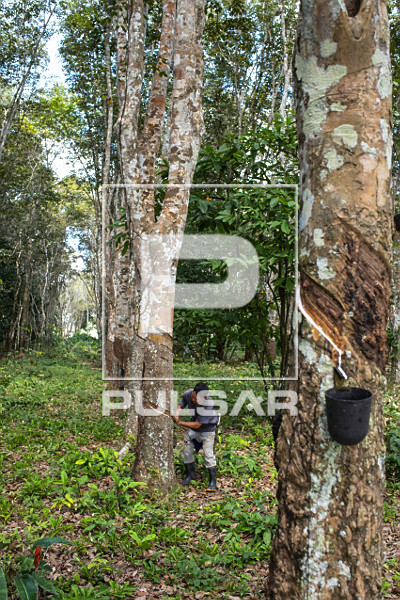 Extração de látex no Projeto de Assentamento Extrativista Chico Mendes - Seringal Cachoeira - Reserva Extra