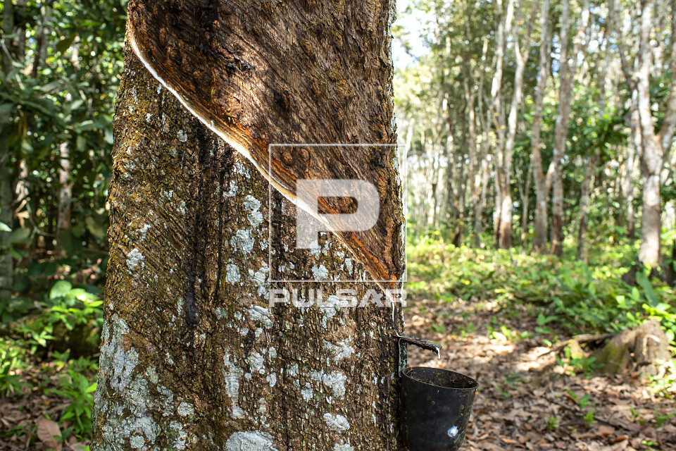 Extração de látex no Projeto de Assentamento Extrativista Chico Mendes - Seringal Cachoeira - Reserva Extra