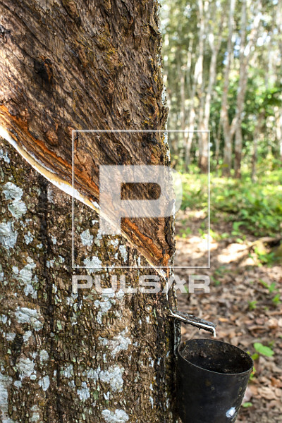Extração de látex no Projeto de Assentamento Extrativista Chico Mendes - Seringal Cachoeira - Reserva Extra