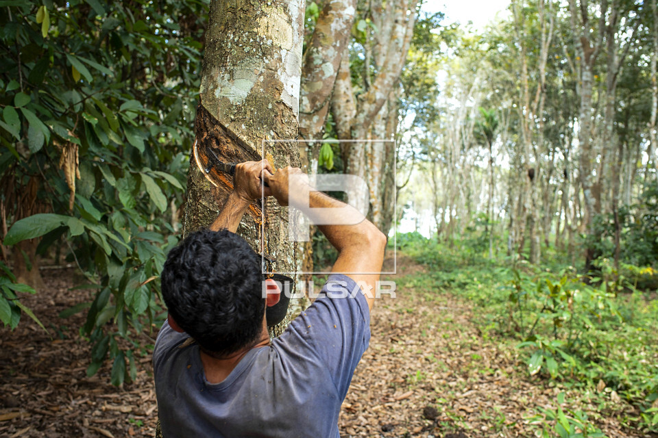 Extração de látex no Projeto de Assentamento Extrativista Chico Mendes - Seringal Cachoeira - Reserva Extra