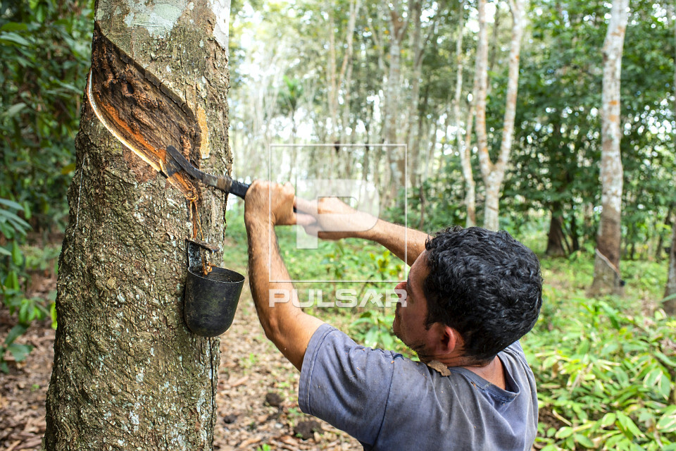 Extração de látex no Projeto de Assentamento Extrativista Chico Mendes - Seringal Cachoeira - Reserva Extra