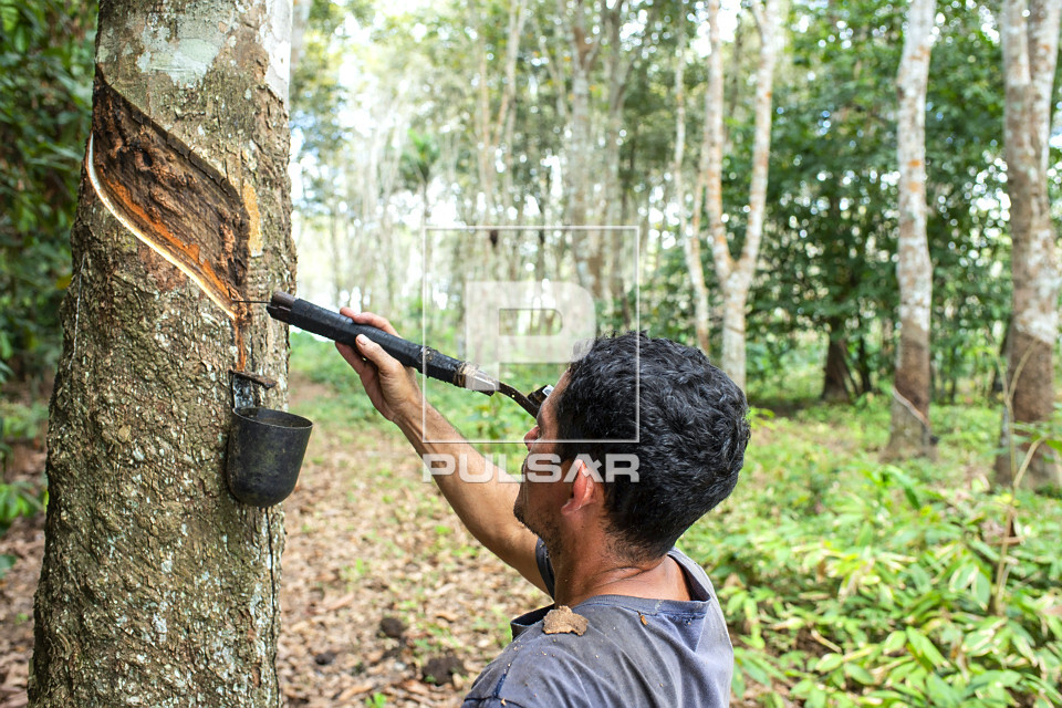Extração de látex no Projeto de Assentamento Extrativista Chico Mendes - Seringal Cachoeira - Reserva Extra