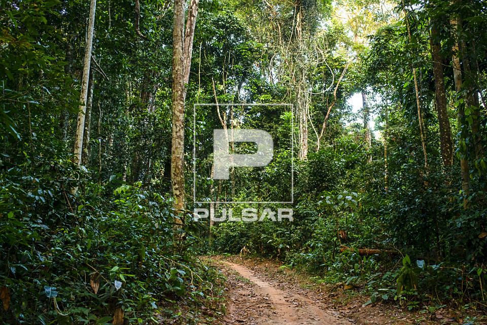 Estrada de terra em meio a floresta amazônica - Reserva Estrativista Chico Mendes