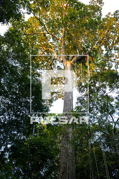 Árvore castanheira-do-Brasil ou castanheira-do-Pará nativa da floresta amazônica - espécie ameaçada de ex
