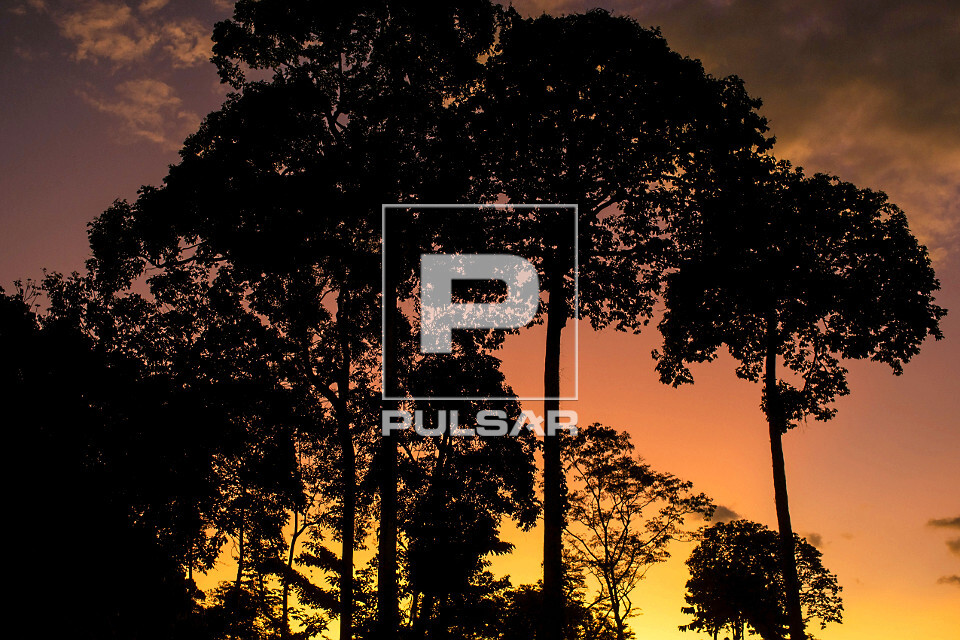 Entardecer na floresta amazônica