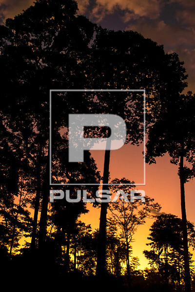 Entardecer na floresta amazônica