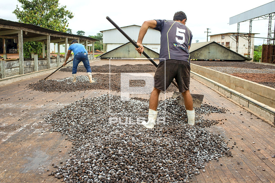 Trabalhadores espalhando sementes de cupuaçu fermentadas em barcaça para secagem
