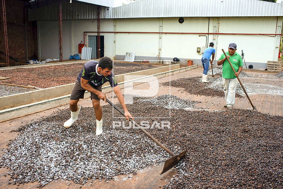Trabalhadores espalhando sementes de cupuaçu fermentadas em barcaça para secagem