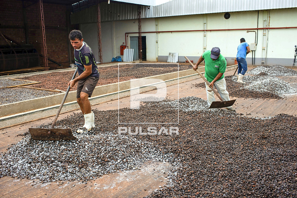 Trabalhadores espalhando sementes de cupuaçu fermentadas em barcaça para secagem
