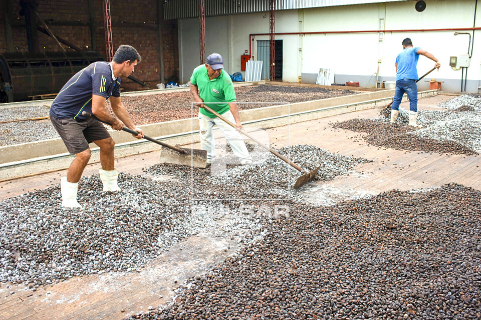 Trabalhadores espalhando sementes de cupuaçu fermentadas em barcaça para secagem