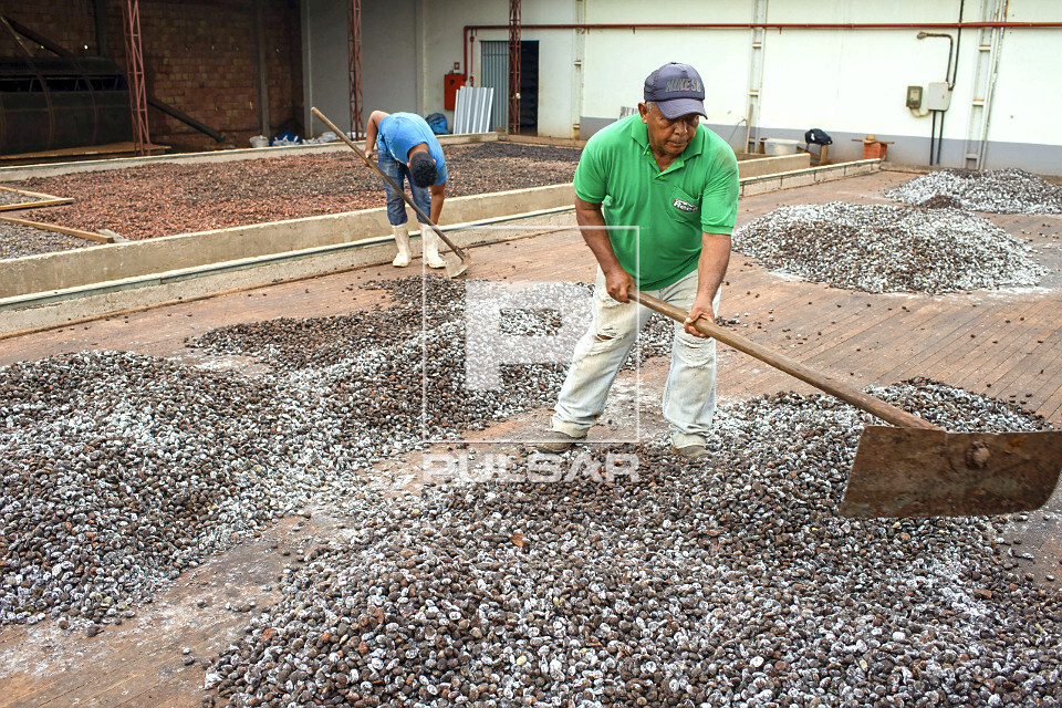 Trabalhadores espalhando sementes de cupuaçu fermentadas em barcaça para secagem