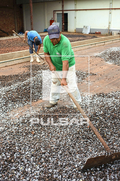 Trabalhadores espalhando sementes de cupuaçu fermentadas em barcaça para secagem
