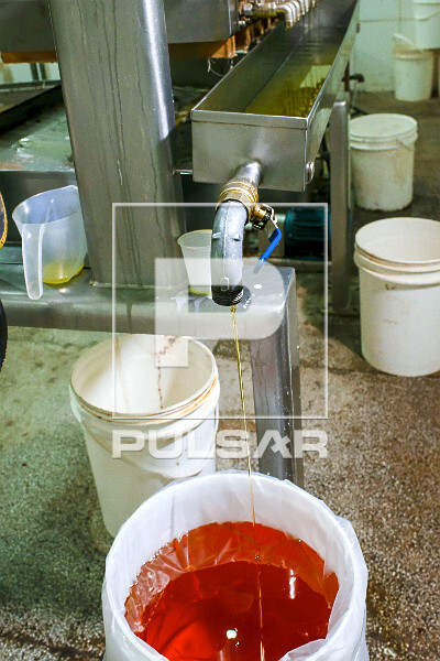 Prensa produzindo manteiga de cupuaçu