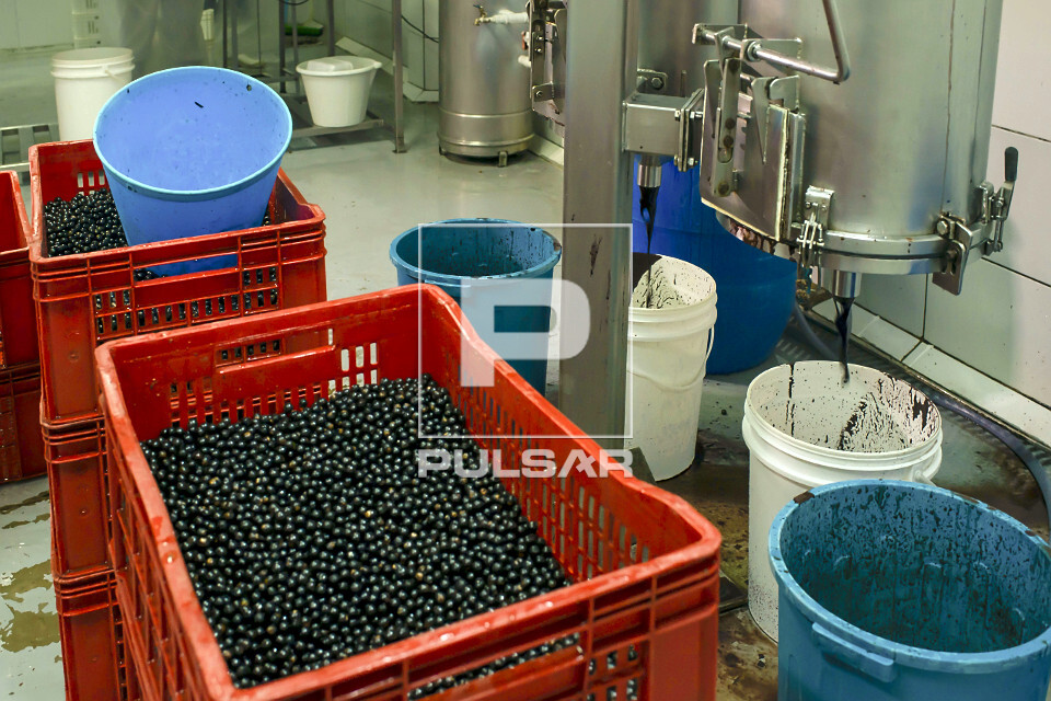Caixas com açaí em fábrica de polpa