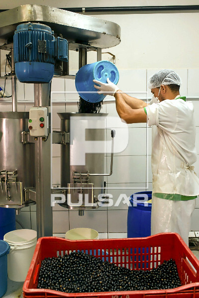 Trabalhador abastecendo despolpadeira com açaí para produção de polpa