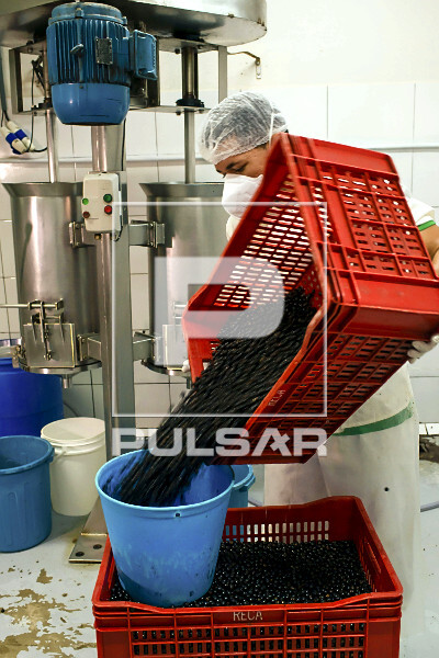 Trabalhador abastecendo despolpadeira com açaí para produção de polpa