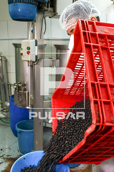 Trabalhador abastecendo despolpadeira com açaí para produção de polpa
