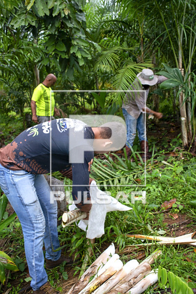 Extração de pupunha produzida em sistema agroflorestal