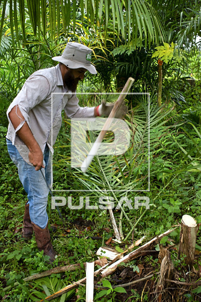 Extração de pupunha produzida em sistema agroflorestal