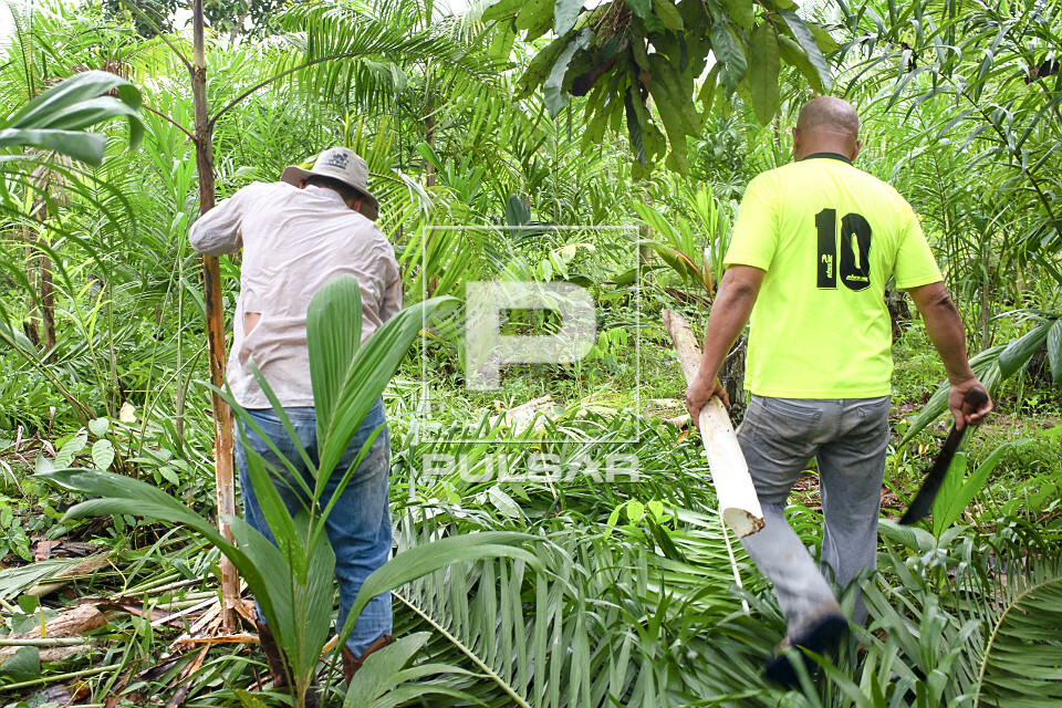 Extração de pupunha produzida em sistema agroflorestal