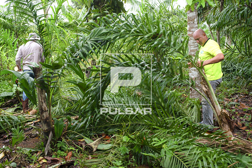 Extração de pupunha produzida em sistema agroflorestal