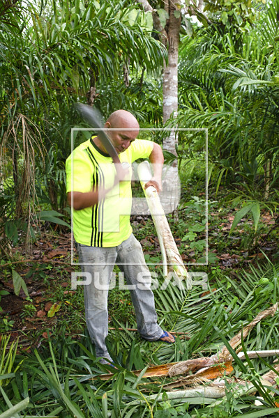 Extração de pupunha produzida em sistema agroflorestal