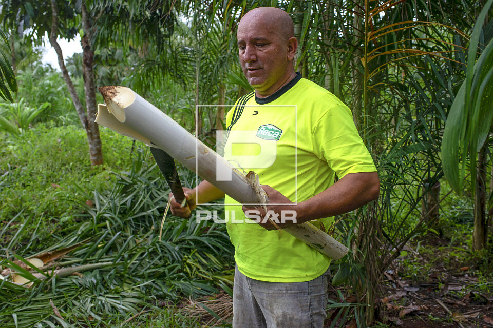 Extração de pupunha produzida em sistema agroflorestal
