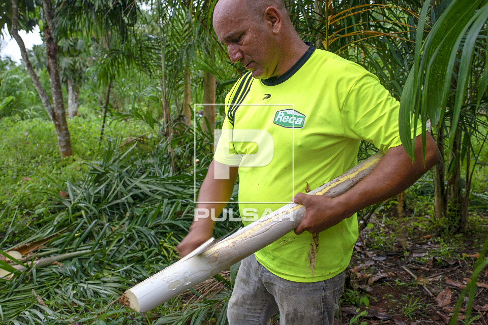Extração de pupunha produzida em sistema agroflorestal