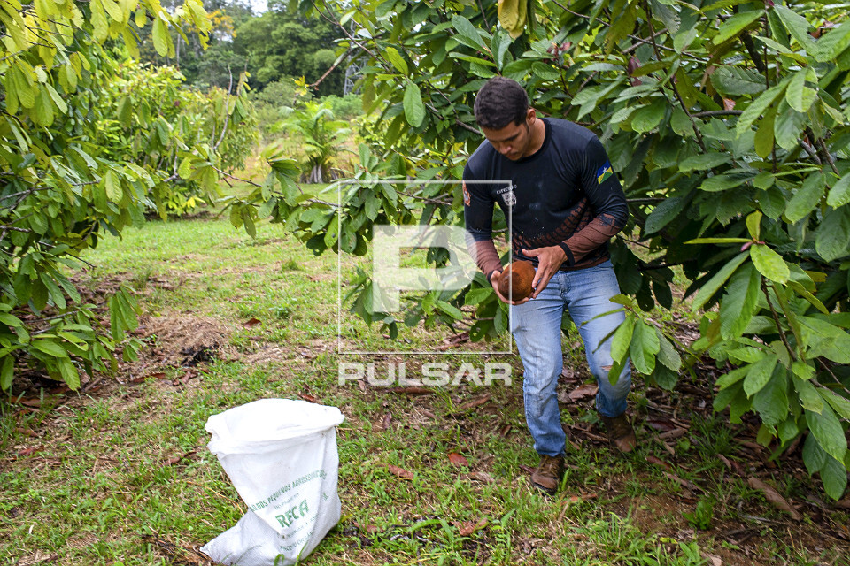 Trabalhador colhendo cupuaçu cultivado em sistema agroflorestal