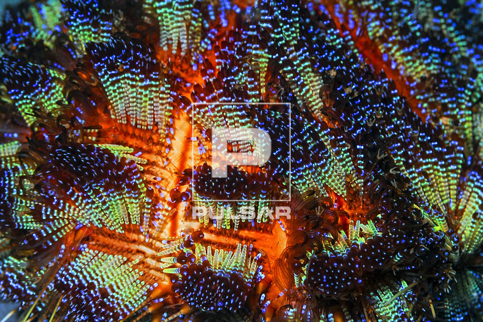 Detalhe de ouriço-de-fogo - Parque Nacional de Komodo - 