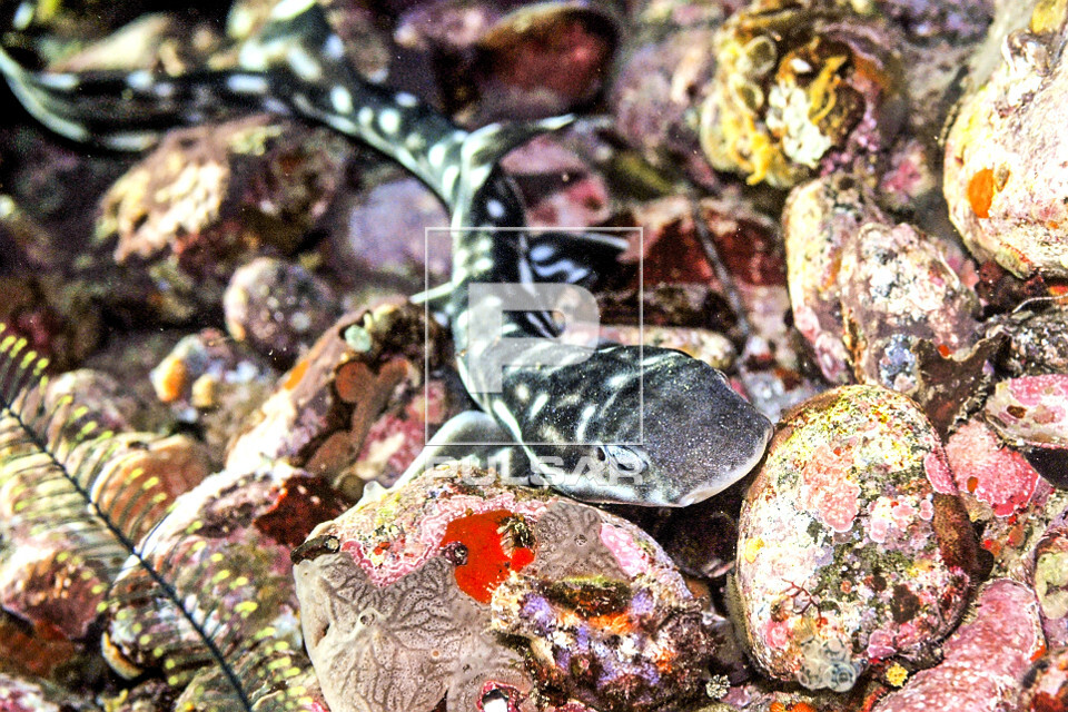 Tubarão gato de coral - Parque Nacional de Komodo - também conhecido por tubarão coral