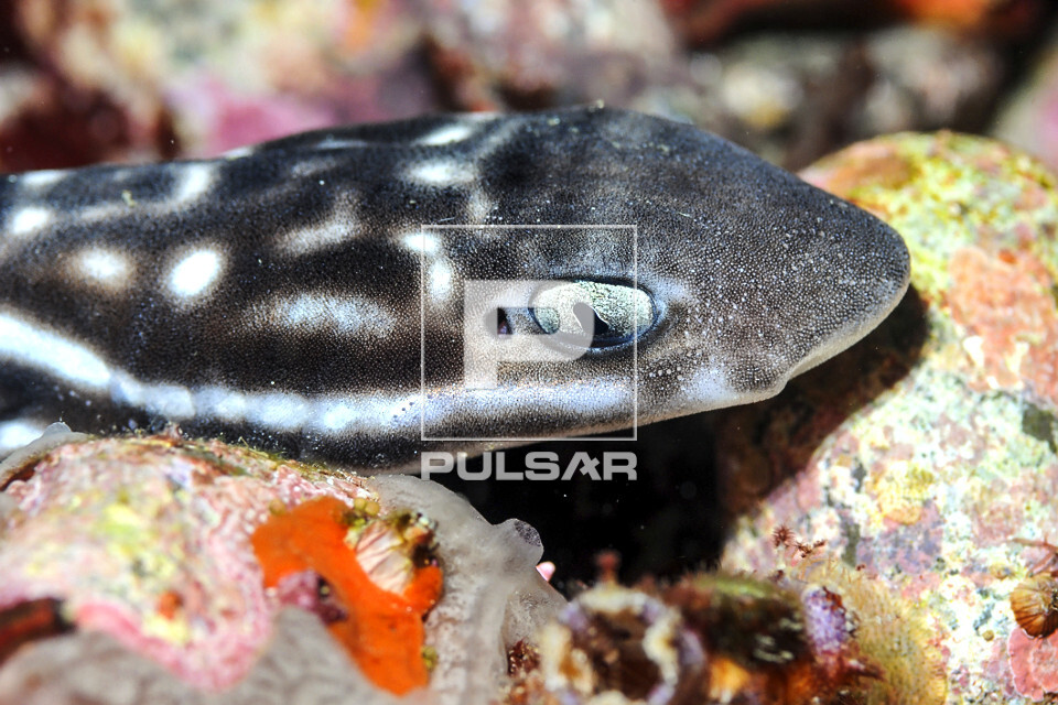 Detalhe da cabeça de tubarão gato de coral - Parque Nacional de Komodo - também conhecido por tubarão cora