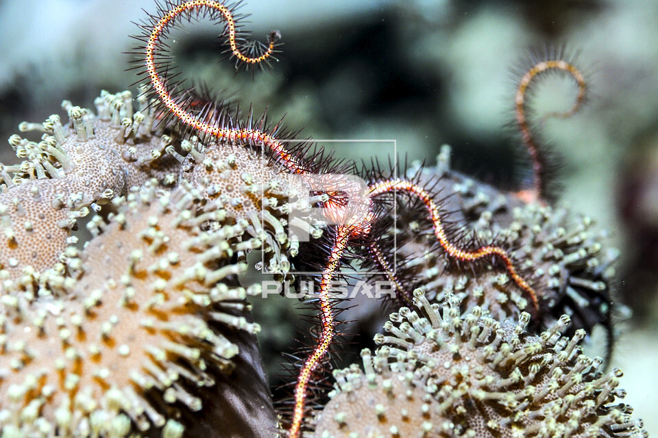 Ofiúro sobre coral de morfotipo azul - Parque Nacional de Komodo - 