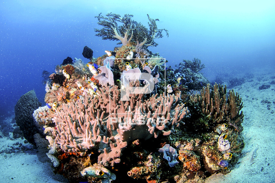 Recife de coral saudável e biodiverso com espécies de crinoides , corais e tunicados - Parque Nacional de Ko