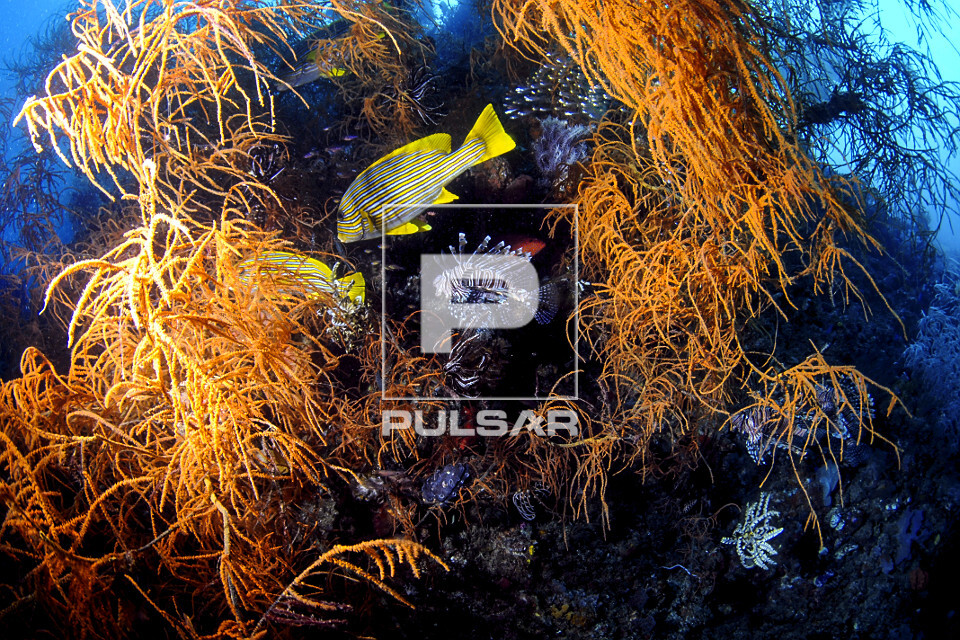 Peixe hemulídeo amarelo listrado e peixe leão em recife de coral - Parque Nacional de Komodo - 