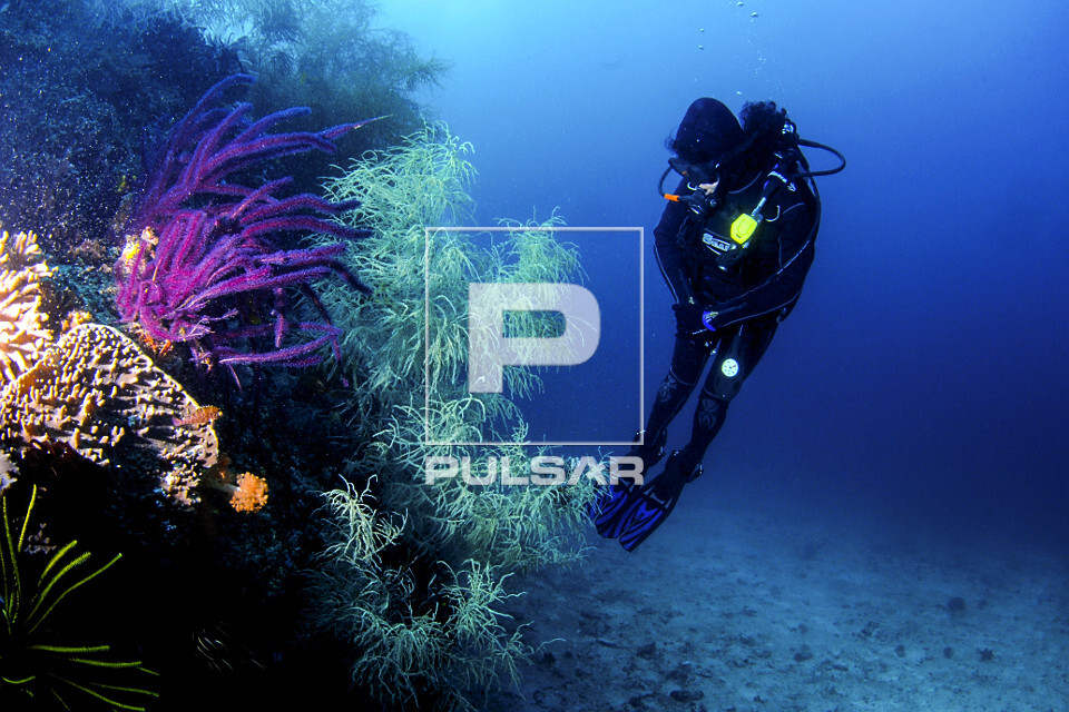 Mergulhadora observa um recife de coral biodiverso com coral preto e  coral macio - Parque Nacional de Komodo 
