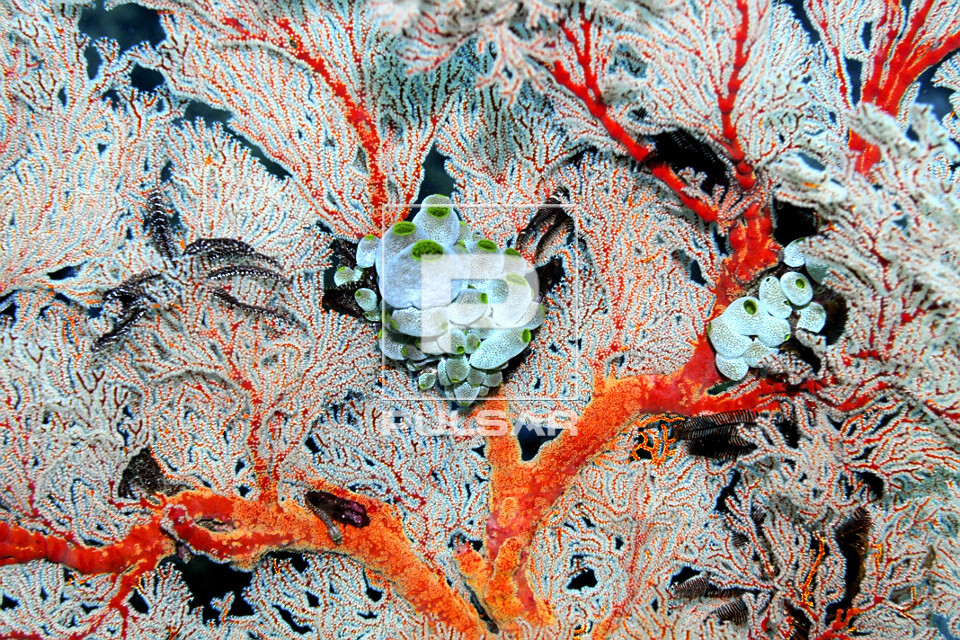 Colônia de tunicados em coral-mole - Parque Nacional de Komodo - 