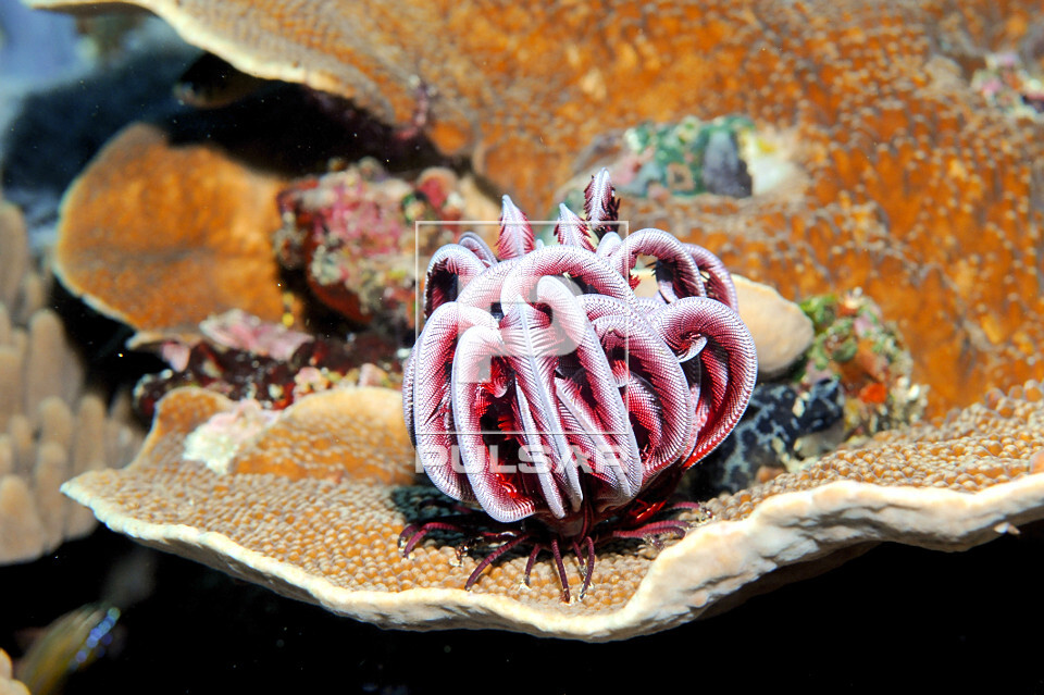 Crinoide em um coral - Parque Nacional de Komodo - 