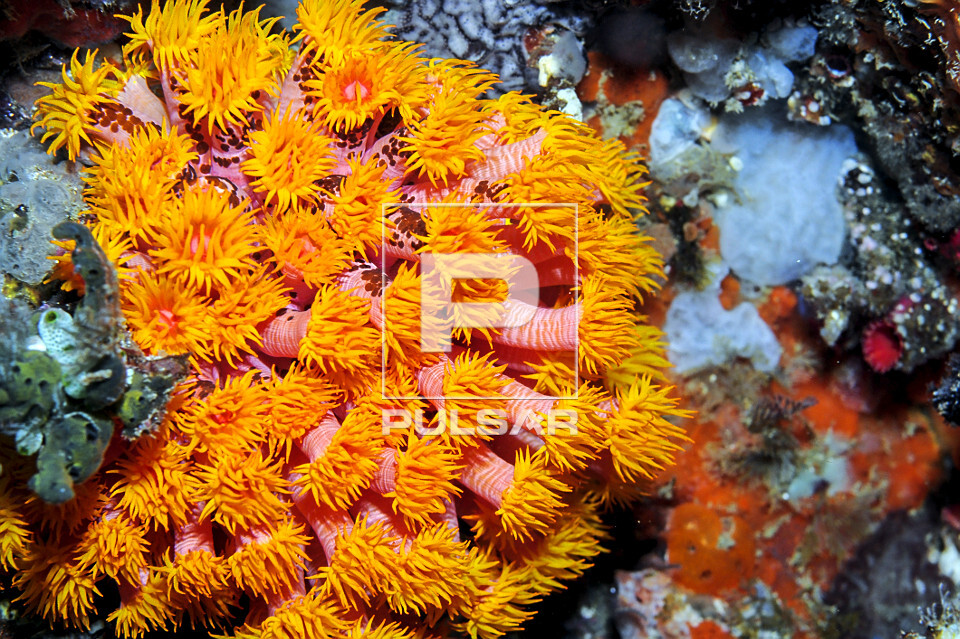 Coral-mole - Parque Nacional de Komodo - 