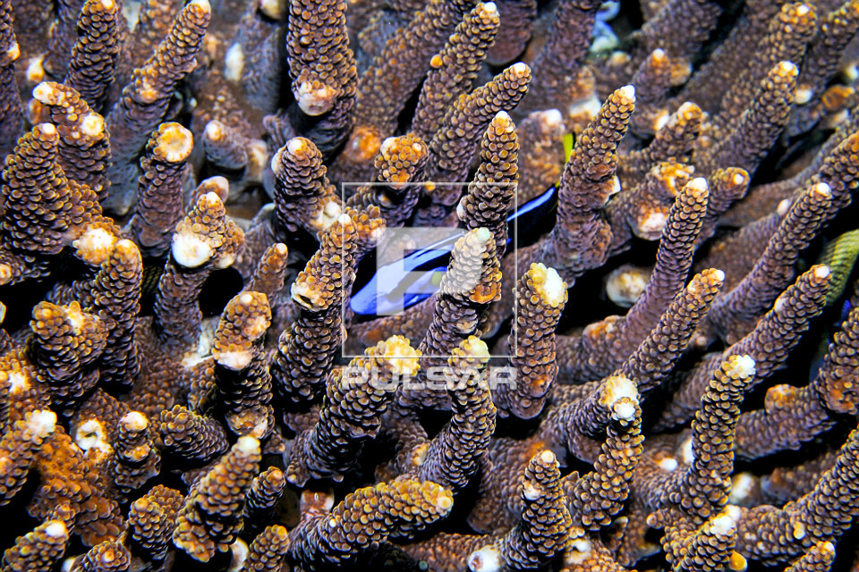 Peixe cirurgião-azul em coral - Parque Nacional de Komodo - 