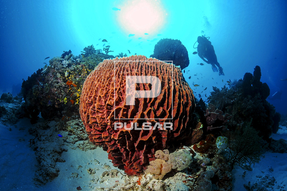 Esponja barril em recife de coral - Parque Nacional de Komodo - mergulhadora ao fundo observando