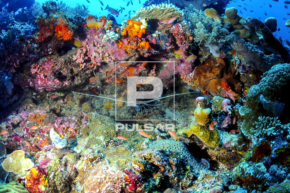 Lagosta em recife de coral biodiverso - Parque Nacional de Komodo - 