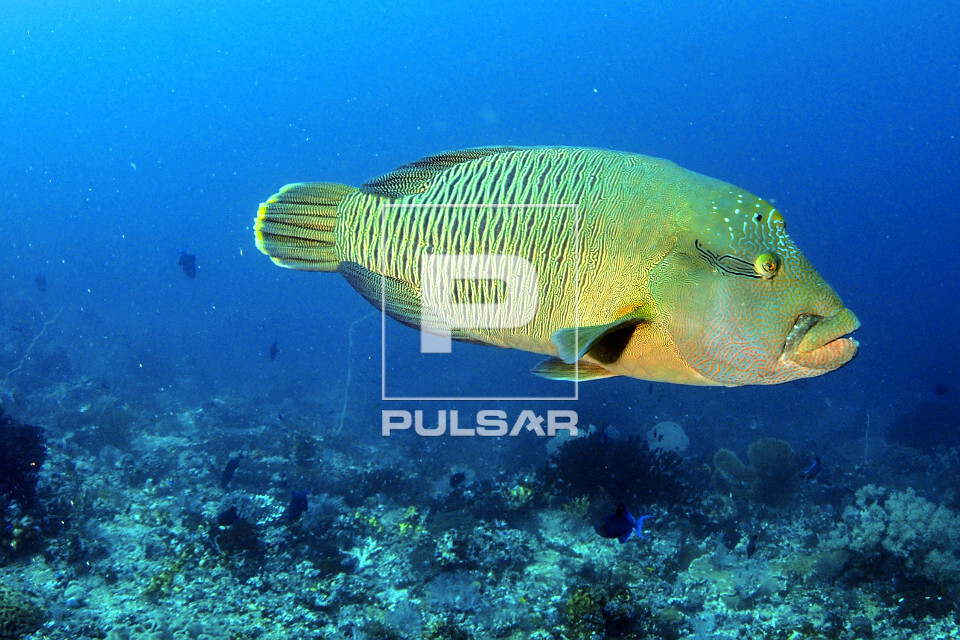Peixe napoleão - Parque Nacional de Komodo - 