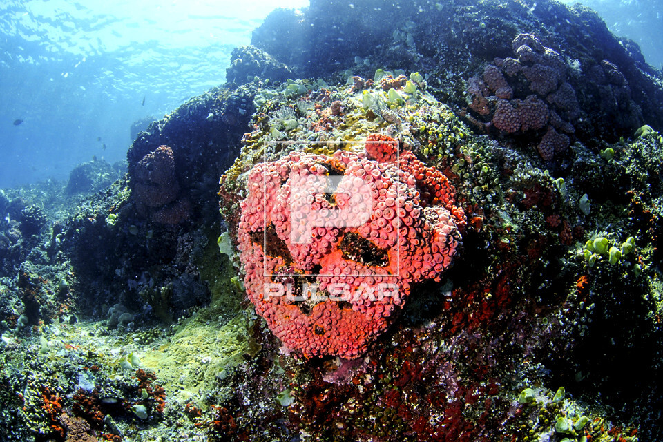 Coral-mole - Parque Nacional de Komodo - 