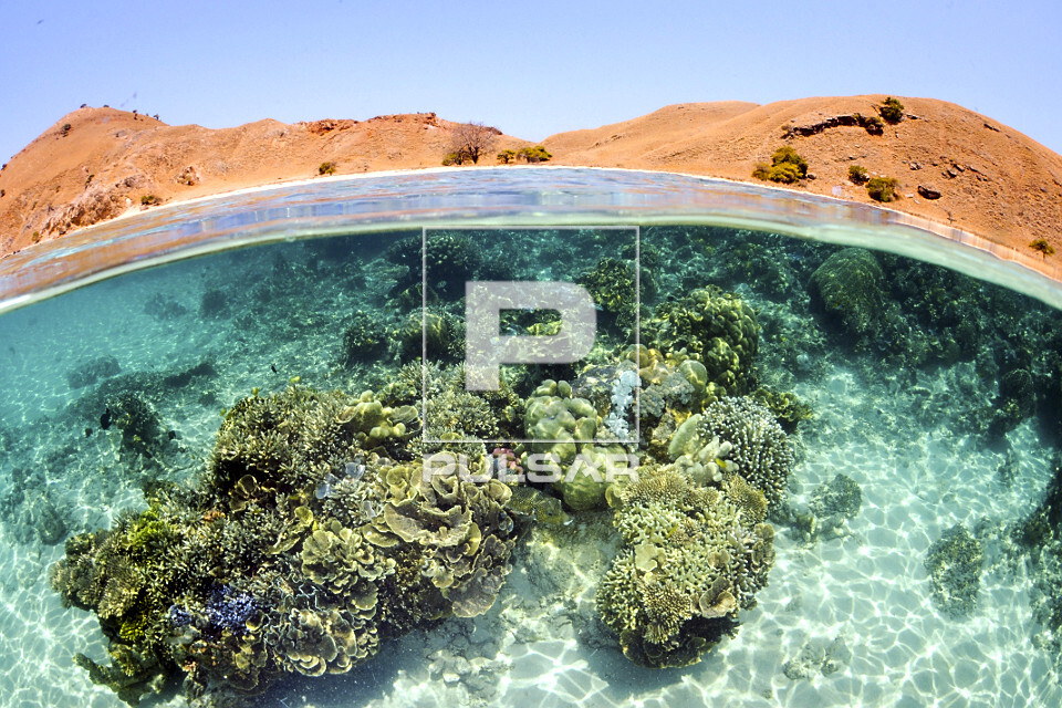 Recife de coral biodiverso e saudável no raso - próximo a ilha de Komodo - Parque Nacional de Komodo - 
