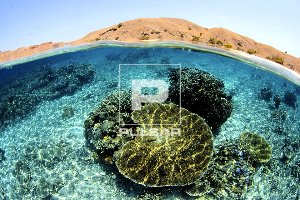 Coral mesa em recife raso - próximo a ilha de Komodo - Parque Nacional de Komodo - 